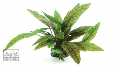 Криптокарина Пурпурная In-Vitro, (меристемное растение), ф60х40 мм